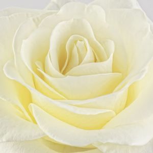 Картина 40-976 Cream Rose